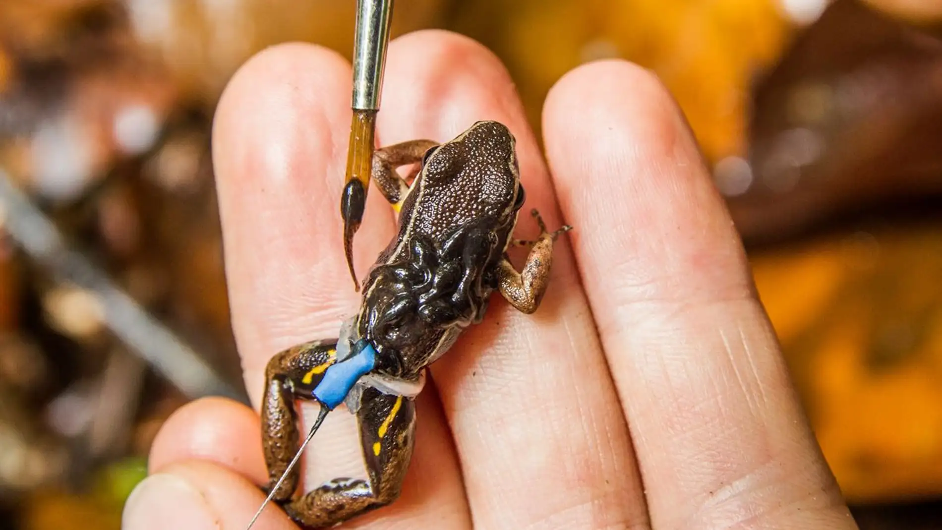El tacto del renacuajo dispara el instinto paternal de la rana venenosa