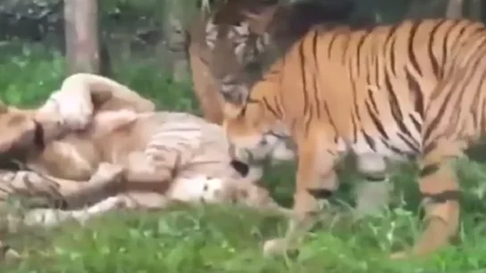 Un tigre blanco muere después de ser atacado por varios tigres de bengala tras un error de los trabajadores del zoo Un tigre blanco muere después de ser atacado por varios tigres de bengala tras un error de los trabajadores del zoo