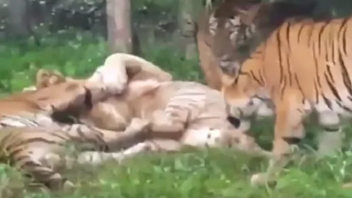 Un tigre blanco muere después de ser atacado por varios tigres de bengala tras un error de los trabajadores del zoo Un tigre blanco muere después de ser atacado por varios tigres de bengala tras un error de los trabajadores del zoo