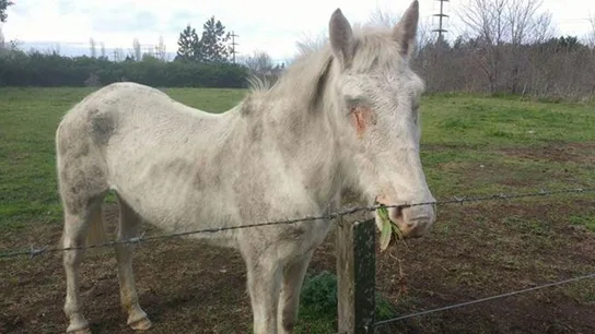 'Amparada', la yegua maltratada en Argentina 'Amparada', la yegua maltratada en Argentina