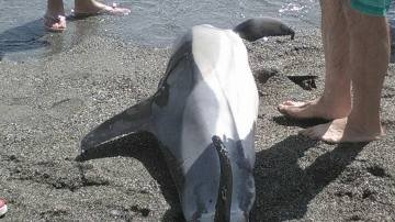 El delfín hallado en Almuñécar