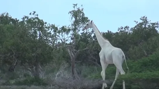 Jirafa blanca Jirafa blanca