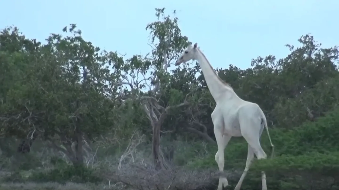 Jirafa blanca Jirafa blanca