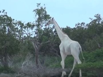 Jirafa blanca Jirafa blanca