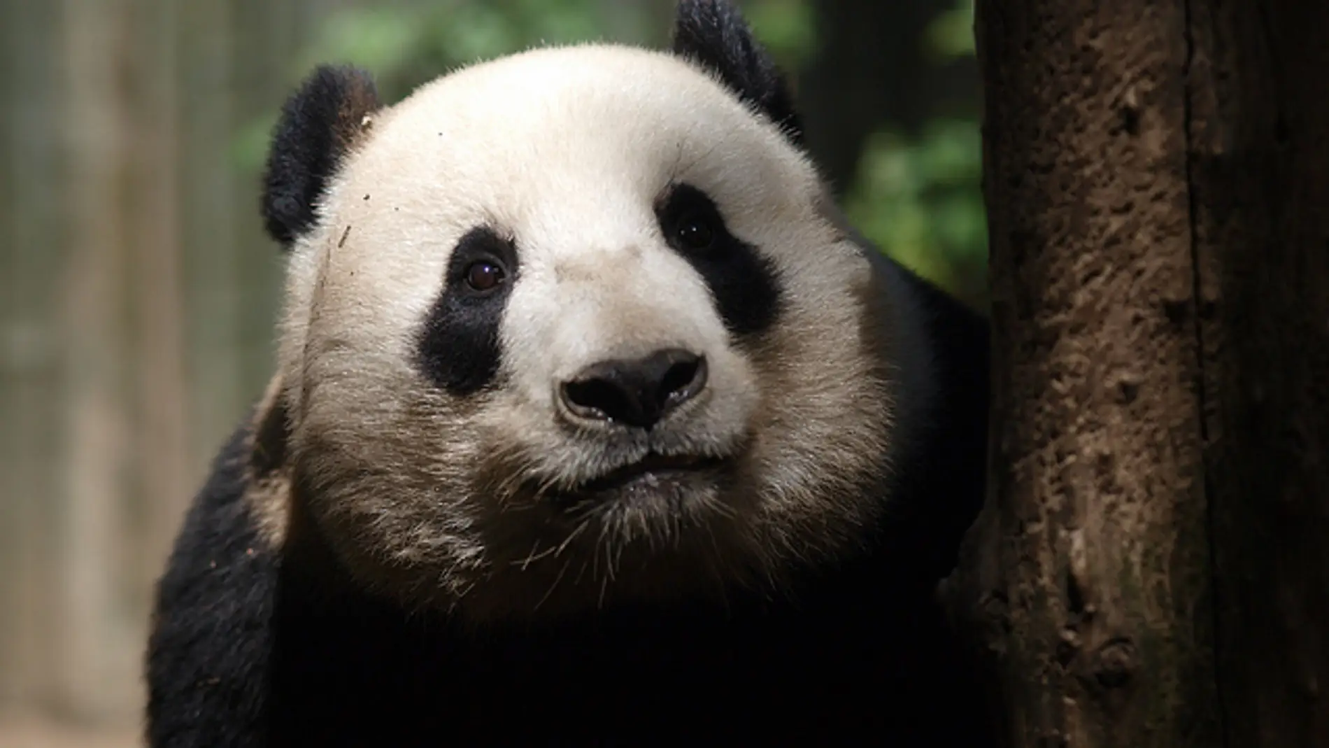 El hogar del panda gigante es mas pobre ahora que hace treinta años