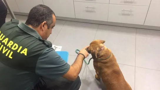 Uno de los animales rescatados por la Guardia Civil en Tui Uno de los animales rescatados por la Guardia Civil en Tui