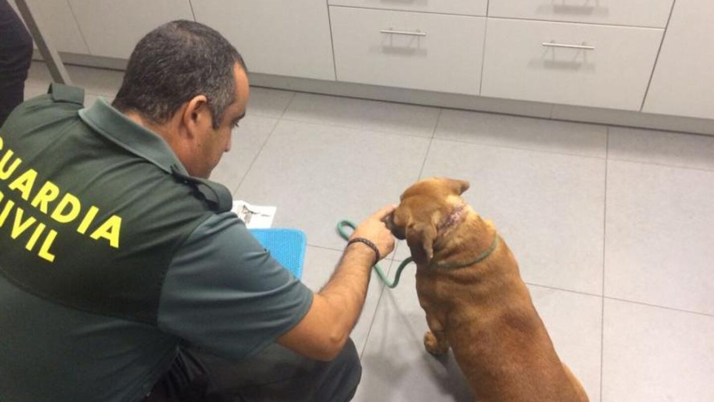 Uno de los animales rescatados por la Guardia Civil en Tui