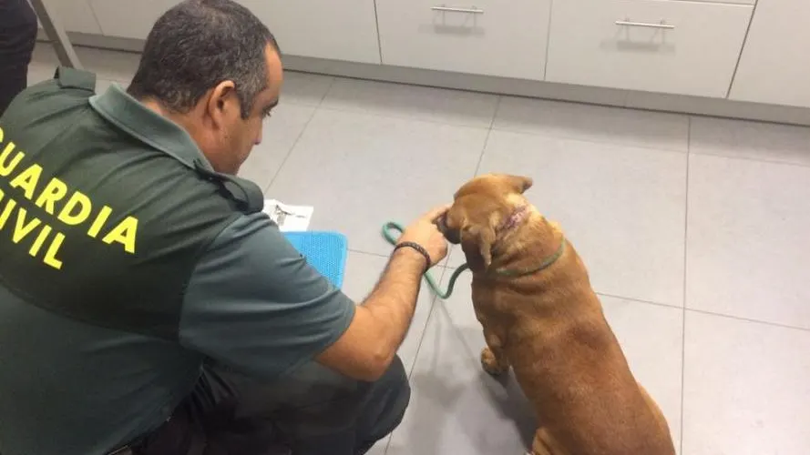 Uno de los animales rescatados por la Guardia Civil en Tui