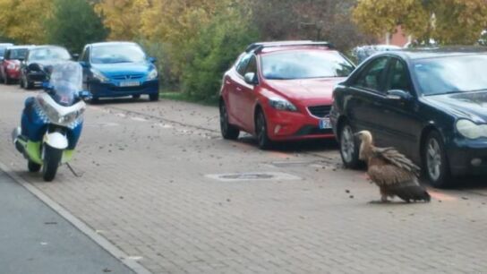 Imagen del buitre encontrado en plena calle en Pamplona