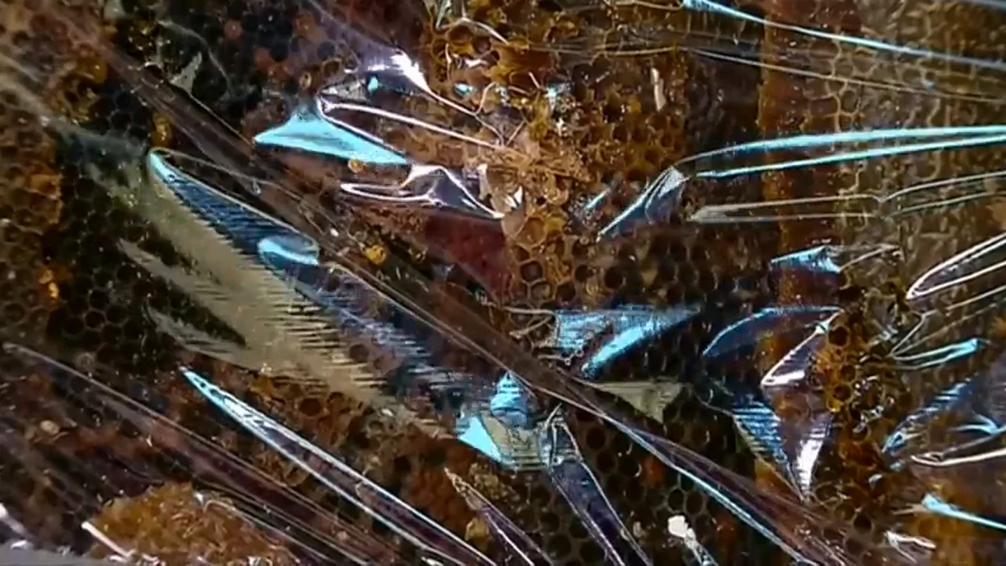Miles de abejas invaden una casa y convierten las paredes en una gran colmena Miles de abejas invaden una casa y convierten las paredes en una gran colmena