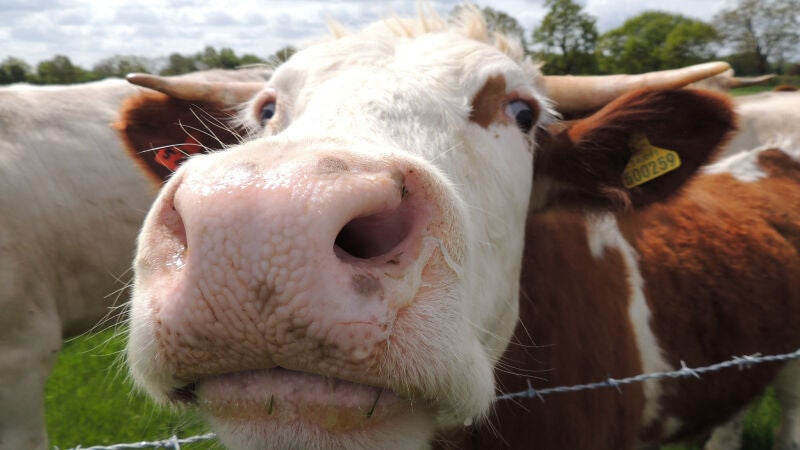 Comer menos carne es una forma de combatir la resistencia a los antibióticos