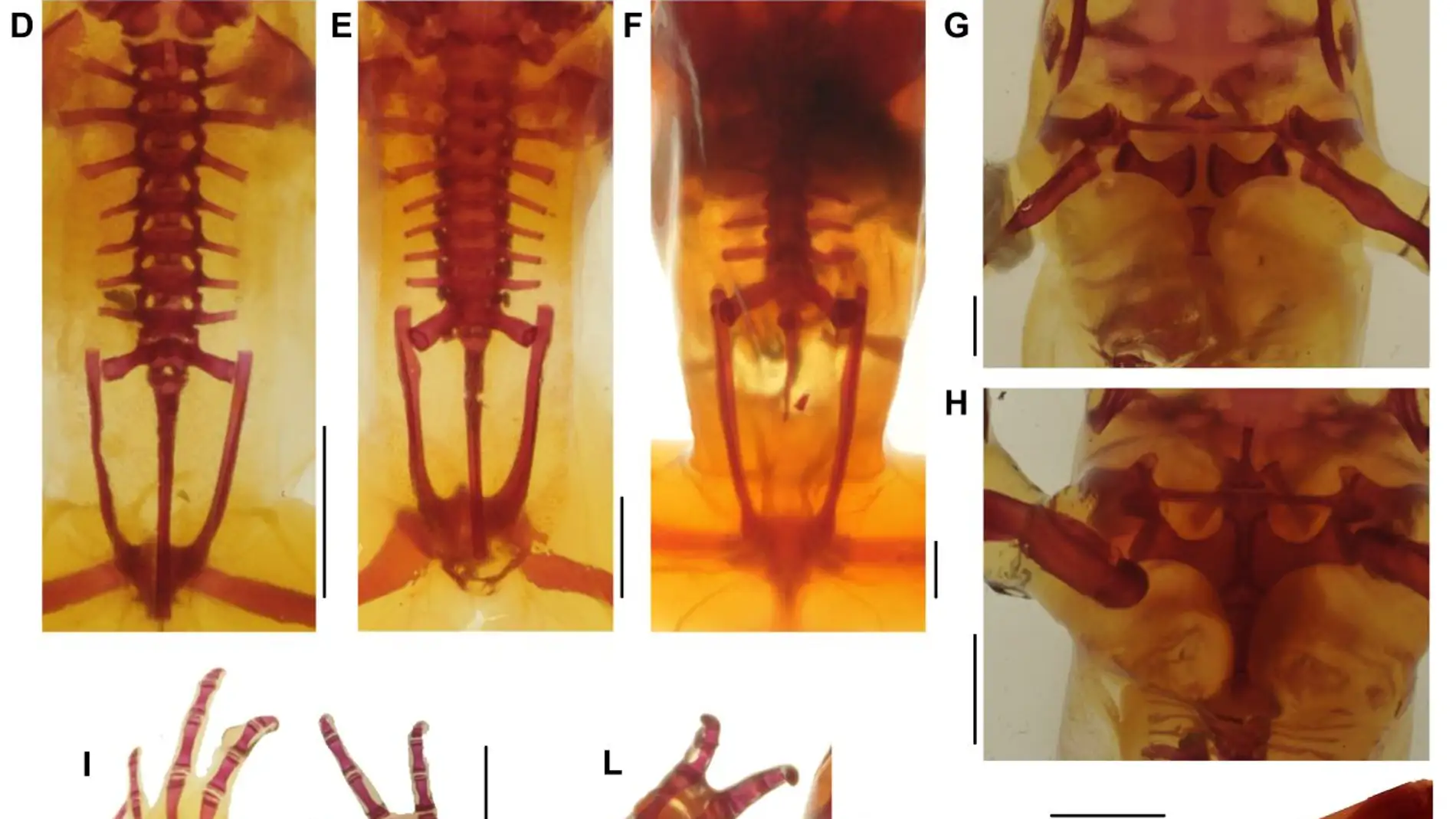 especies de rana