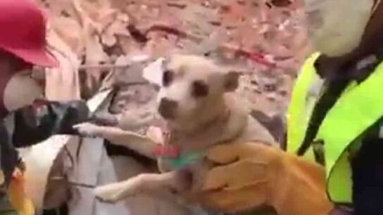 Chihuahua rescatado bajo los escombros en M&eacute;xico