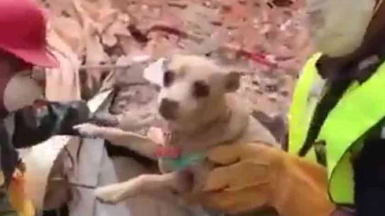 Chihuahua rescatado bajo los escombros en México Chihuahua rescatado bajo los escombros en México
