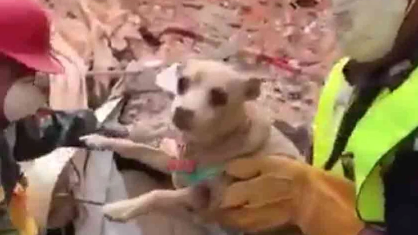 Chihuahua rescatado bajo los escombros en México Chihuahua rescatado bajo los escombros en México