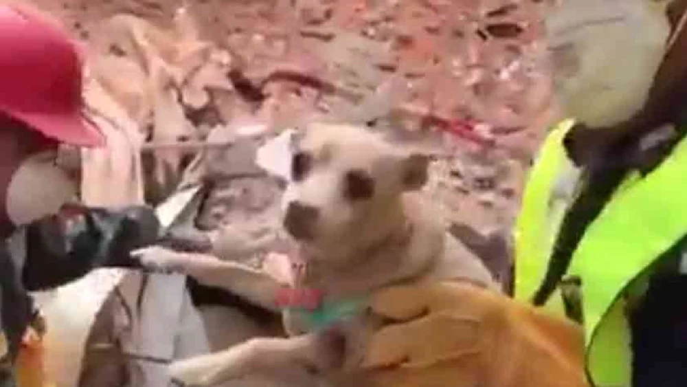 Chihuahua rescatado bajo los escombros en México