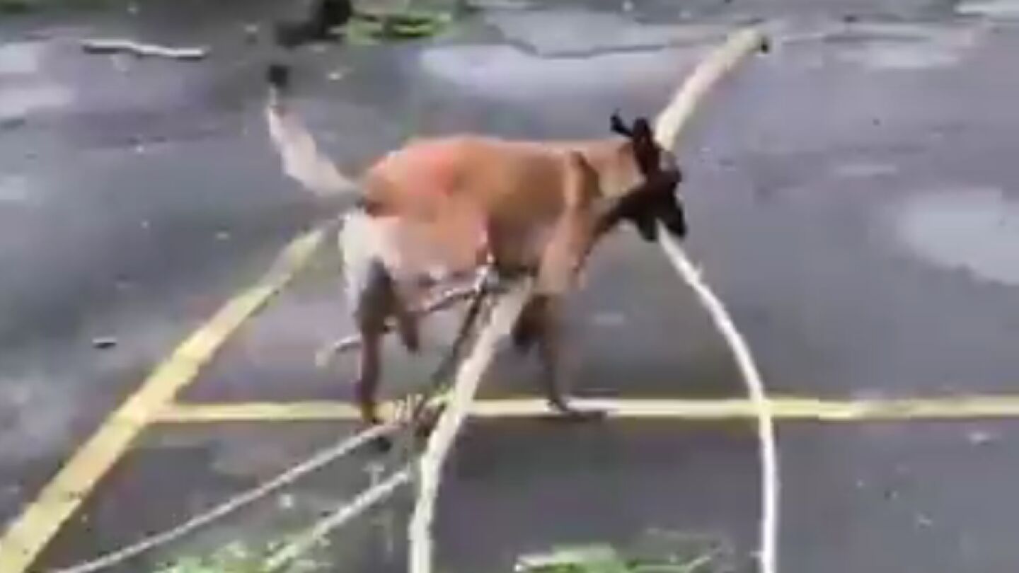 Nico, el perro que ayuda a recoger las ramas caidas tras el hurac&aacute;n Mar&iacute;a en Puerto Rico