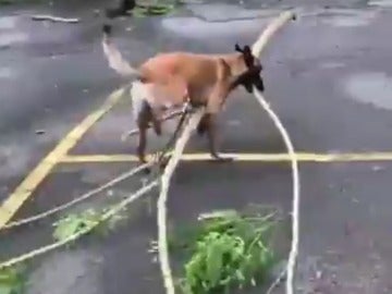 Nico, el perro que ayuda a recoger las ramas caidas tras el huracán María en Puerto Rico Nico, el perro que ayuda a recoger las ramas caidas tras el huracán María en Puerto Rico