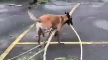Nico, el perro que ayuda a recoger las ramas caidas tras el huracán María en Puerto Rico