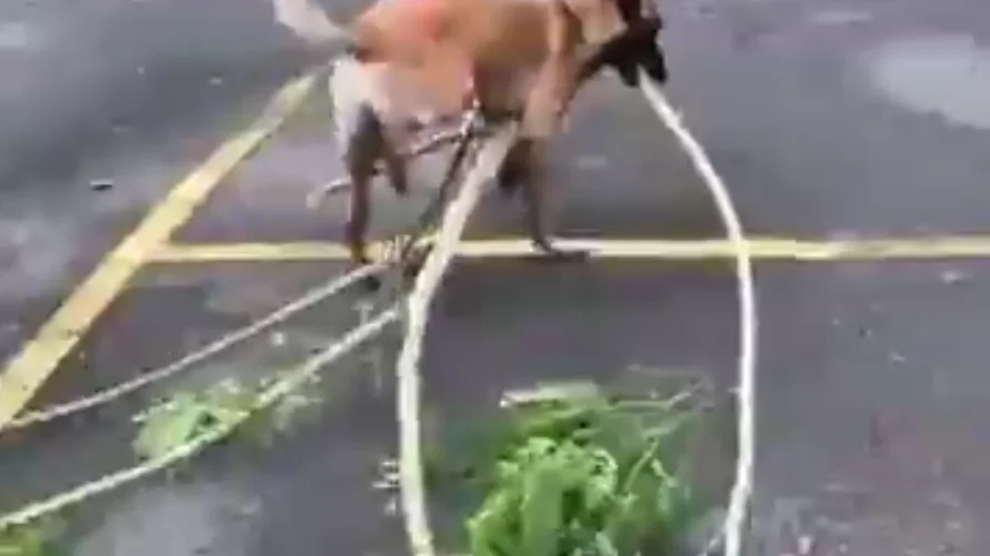 Nico, el perro que ayuda a recoger las ramas caidas tras el huracán María en Puerto Rico