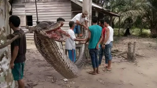 La pitón de casi 8 metros La pitón de casi 8 metros