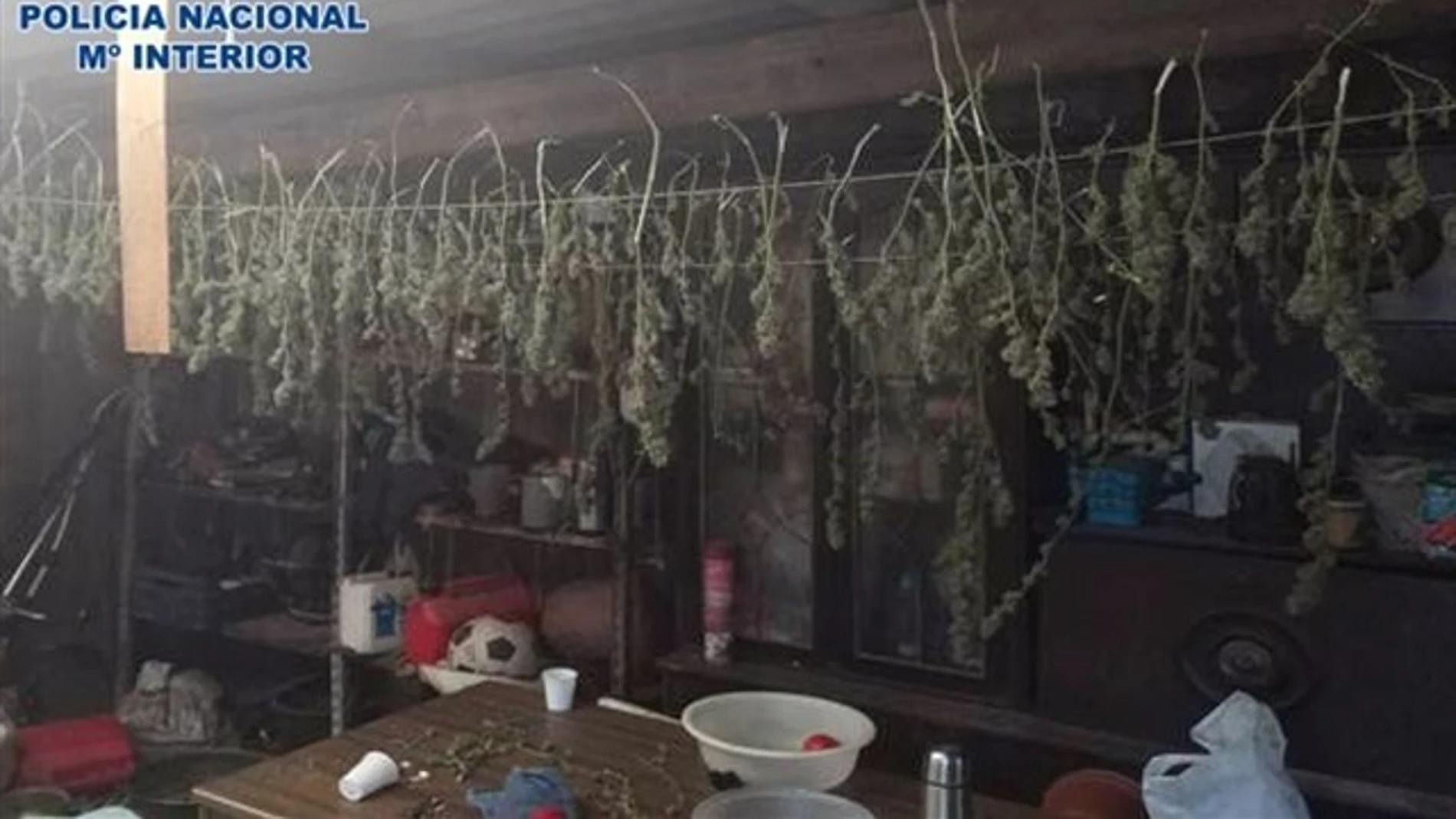 Plantación de marihuana descubierta por la Policía en La Rioja