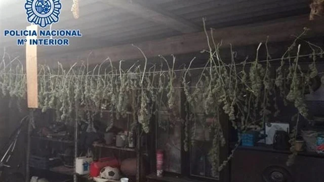 Plantación de marihuana descubierta por la Policía en La Rioja