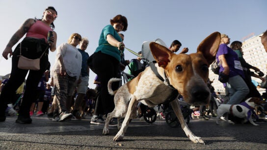 Un perro, posando espont&aacute;neamente para la c&aacute;mara