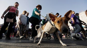 Un perro, posando espontáneamente para la cámara