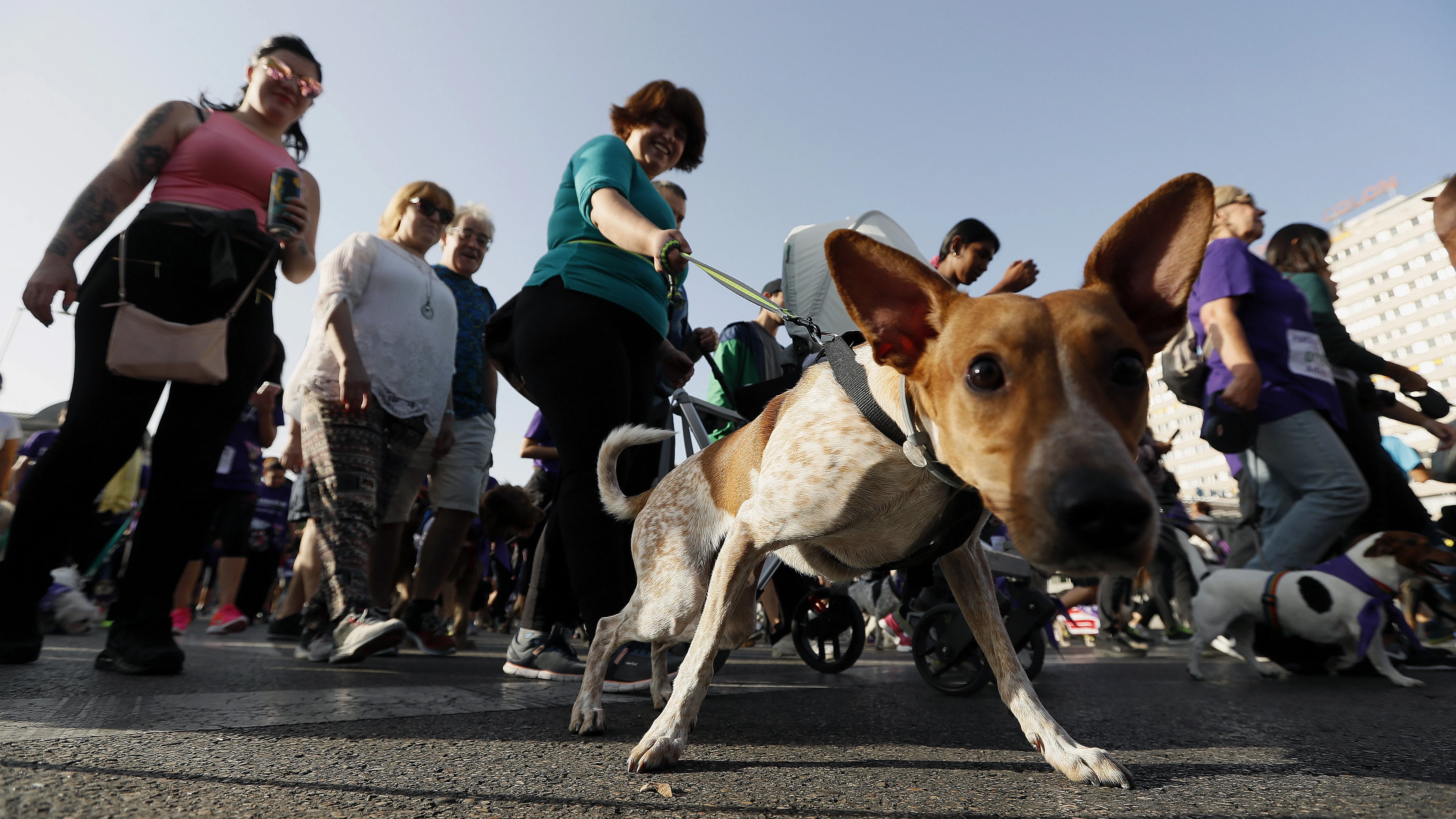 Un perro, posando espontáneamente para la cámara