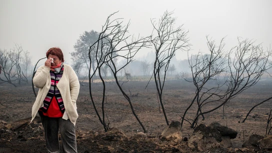 Consecuencias de los incendios en Galicia Consecuencias de los incendios en Galicia