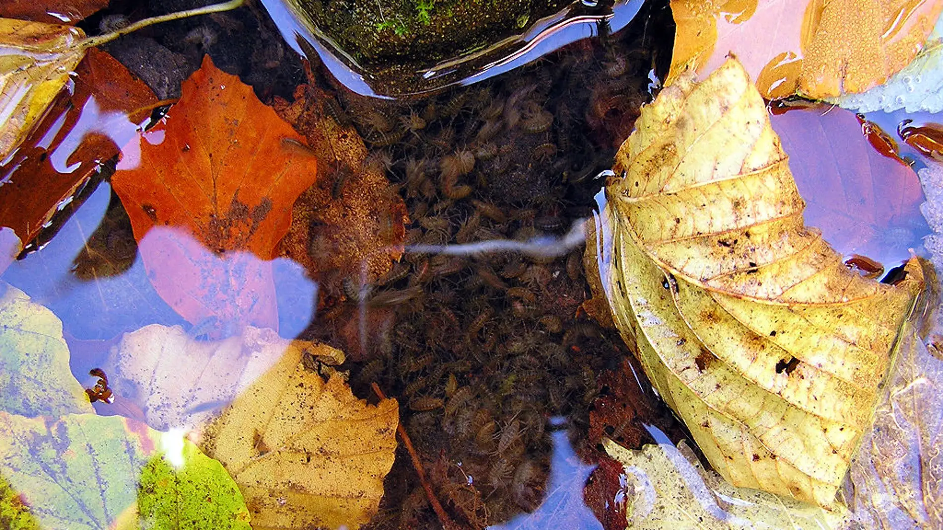 La especie Gammarus pulex, común en los sistemas acuáticos, reduce el consumo de alimento y nada más rápido en presencia de los tóxicos.