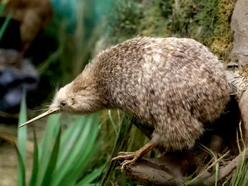 Kiwi Kiwi