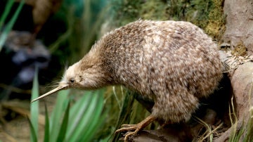 Kiwi