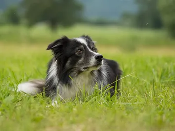 Fotografía de un perro Fotografía de un perro