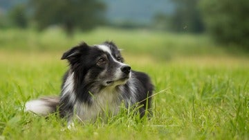 Fotografía de un perro