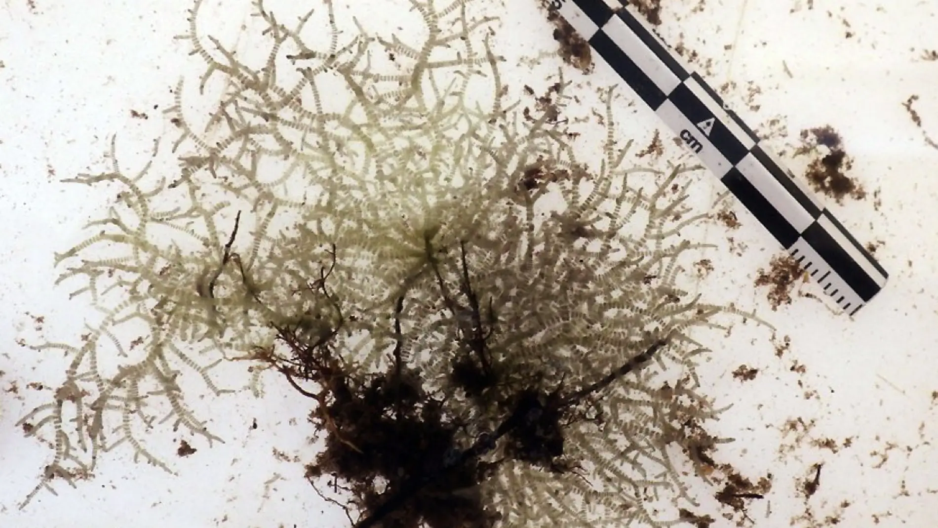 Volatus carrionii
