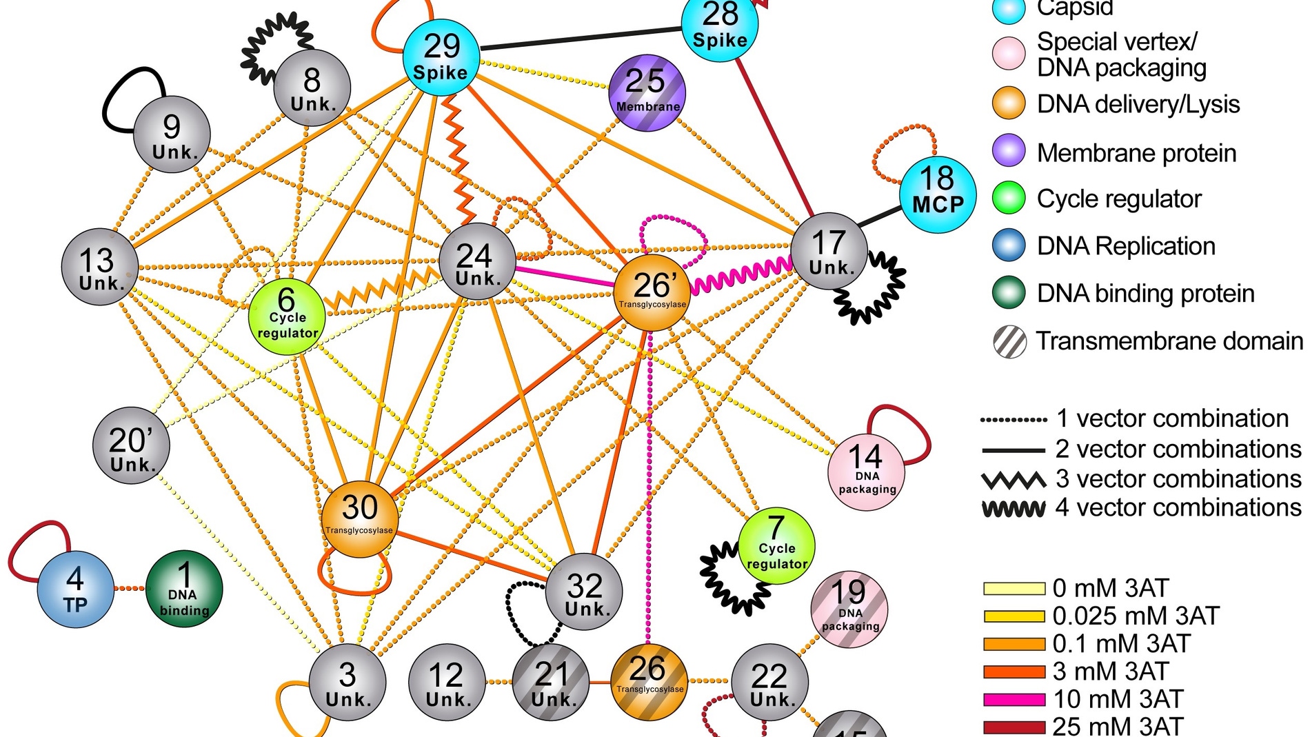 Profundizan en el conocimiento de un virus clave para la virologia