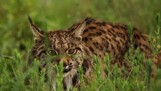 Lince ibérico Lince ibérico