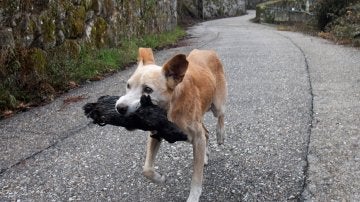 Una perra lleva los restos calcinados de su cría tras los incendios en Galicia