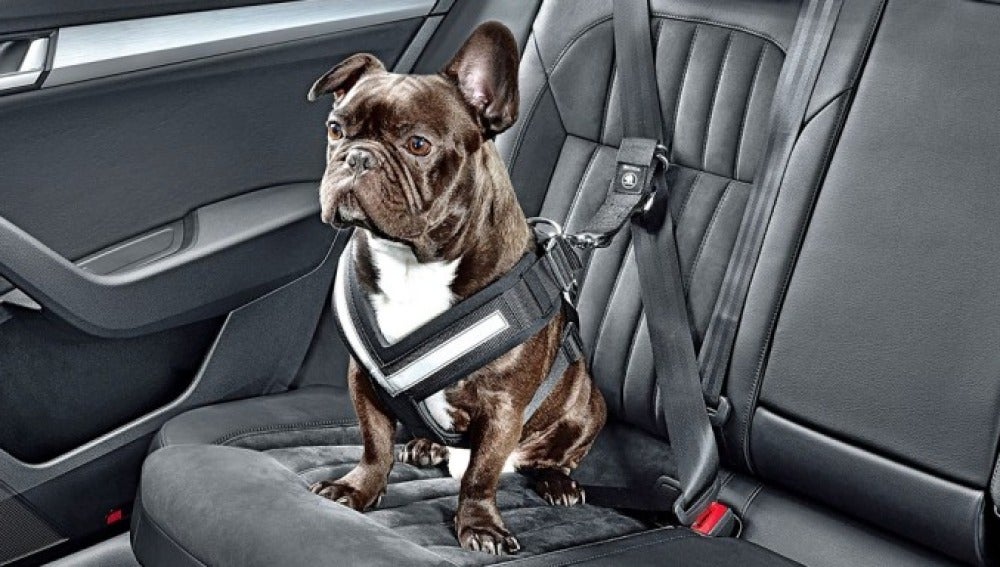 Qué puede pasar si llevas a tu perro suelto en el coche