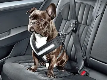 Qué puede pasar si llevas a tu perro suelto en el coche Qué puede pasar si llevas a tu perro suelto en el coche