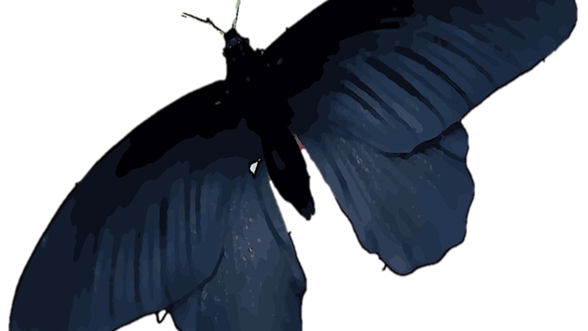 Las alas de la mariposa negra tienen el secreto para mejorar las celulas solares