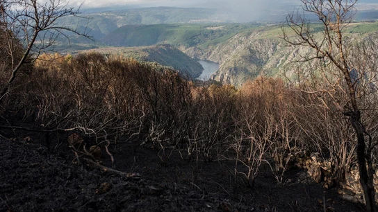 Terreno quemado en Parada de Sil Terreno quemado en Parada de Sil