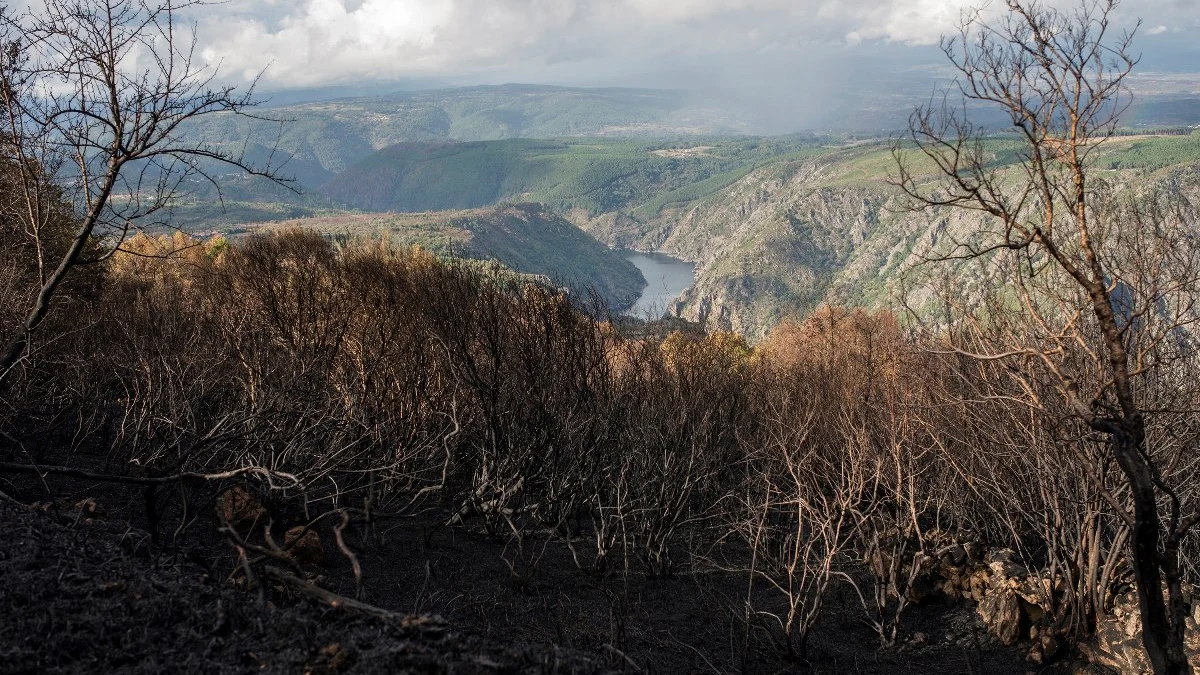 Terreno quemado en Parada de Sil Terreno quemado en Parada de Sil