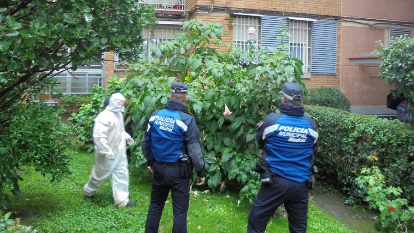 Retirada de plantas de burundanga de un jard&iacute;n de Madrid
