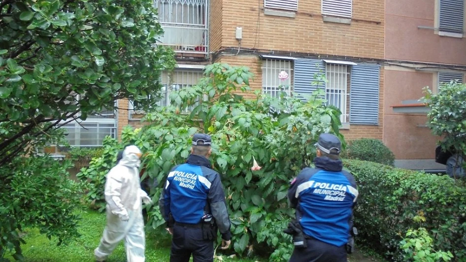 Retirada de plantas de burundanga de un jardín de Madrid