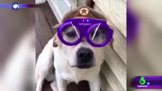 El invento definitivo para que los perros lleven mejor las intensas lluvias El invento definitivo para que los perros lleven mejor las intensas lluvias