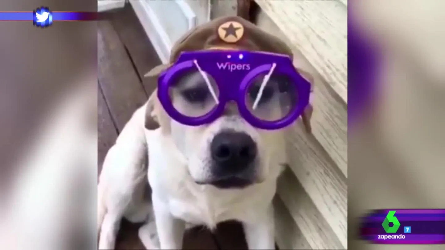 El invento definitivo para que los perros lleven mejor las intensas lluvias El invento definitivo para que los perros lleven mejor las intensas lluvias