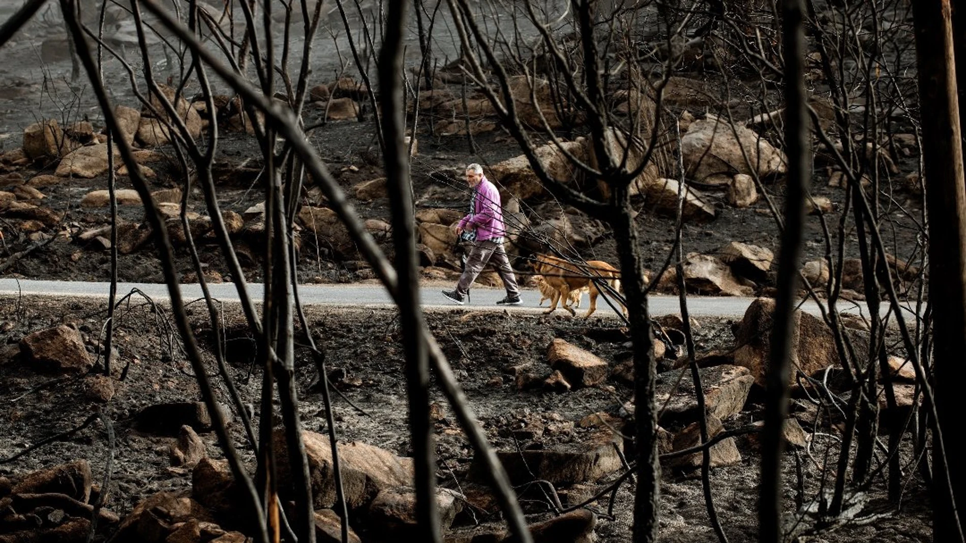 Terreno arrasado por las llamas en Melón, Ourense